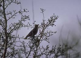 Attēlu rezultāti vaicājumam “Bombycilla garrulus adult”
