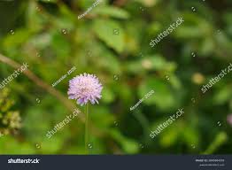 Attēlu rezultāti vaicājumam “Knautia arvensis bud”