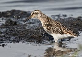 Attēlu rezultāti vaicājumam “Calidris falcinellus”