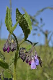 Attēlu rezultāti vaicājumam “Symphytum asperum”