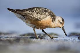 Attēlu rezultāti vaicājumam “Calidris canutus adult”
