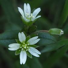 Attēlu rezultāti vaicājumam “Cerastium sylvaticum”