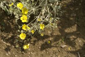 Image result for Potentilla argentea