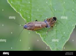 Attēlu rezultāti vaicājumam “Ectobius sylvestris male”