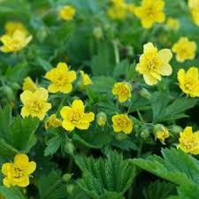 Attēlu rezultāti vaicājumam “Waldsteinia geoides”