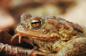 Attēlu rezultāti vaicājumam “Bufo bufo”