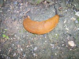 Attēlu rezultāti vaicājumam “Arion lusitanicus”