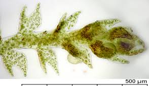 Attēlu rezultāti vaicājumam “Cephalozia bicuspidata sporophyte”