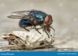 Attēlu rezultāti vaicājumam “Brachycera”