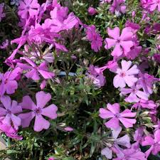 Image result for Phlox (großblumig)