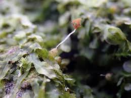 Attēlu rezultāti vaicājumam “Metzgeria violacea”