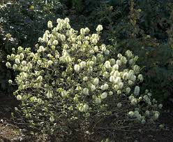 Attēlu rezultāti vaicājumam “Fothergilla major”
