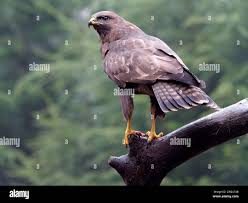 Attēlu rezultāti vaicājumam “Buteo buteo”