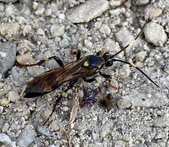 Attēlu rezultāti vaicājumam “Diphyus latebricola”