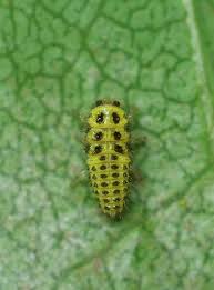 Attēlu rezultāti vaicājumam “Psyllobora vigintiduopunctata larva”