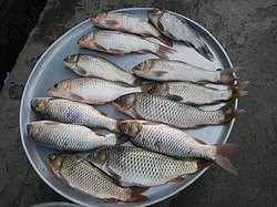 Image result for Cyprinus rubrofuscus