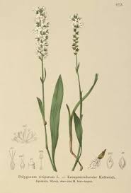 Attēlu rezultāti vaicājumam “Bistorta vivipara”