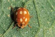 Attēlu rezultāti vaicājumam “Calvia decemguttata larva”