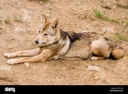 Attēlu rezultāti vaicājumam “Canis lupus”