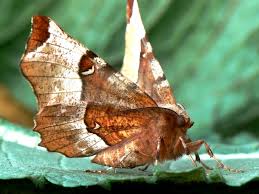 Attēlu rezultāti vaicājumam “Selenia tetralunaria”