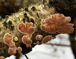 Attēlu rezultāti vaicājumam “Steccherinum bourdotii”