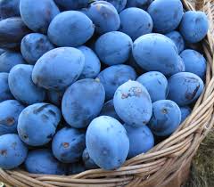 Attēlu rezultāti vaicājumam “Prunus domestica subsp. domestica fruit”