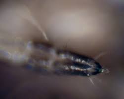 Attēlu rezultāti vaicājumam “Schizolachnus pineti”