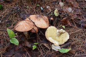 Attēlu rezultāti vaicājumam “Suillus luteus”