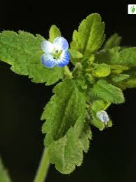 Attēlu rezultāti vaicājumam “Veronica agrestis flower”