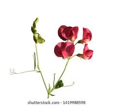 Attēlu rezultāti vaicājumam “Lathyrus tuberosus leaf”