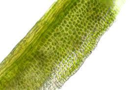 Attēlu rezultāti vaicājumam “Didymodon tophaceus”