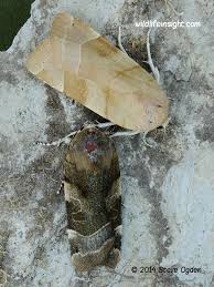 Attēlu rezultāti vaicājumam “Noctua fimbriata larva”