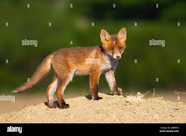 Attēlu rezultāti vaicājumam “Vulpes vulpes  juvenile”