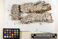 Attēlu rezultāti vaicājumam “Acrocordia gemmata”