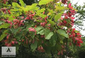 Attēlu rezultāti vaicājumam “Acer tataricum subsp. ginnala”