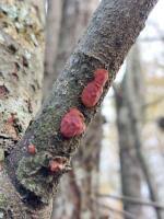 Attēlu rezultāti vaicājumam “Cytidia salicina”