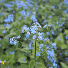 Attēlu rezultāti vaicājumam “Brunnera macrophylla”