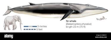 Image result for Balaenoptera physalus