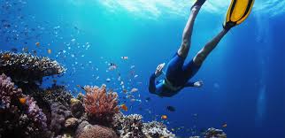 Image result for Looe Diving Club