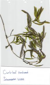 Attēlu rezultāti vaicājumam “Potamogeton trichoides leaf”