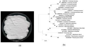 Attēlu rezultāti vaicājumam “Cordyceps farinosa”