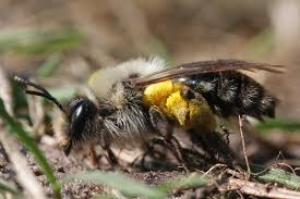 Attēlu rezultāti vaicājumam “Andrena vaga”