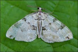 Attēlu rezultāti vaicājumam “Colostygia pectinataria”