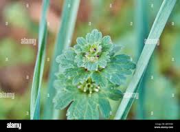 Attēlu rezultāti vaicājumam “Lamium amplexicaule leaf”