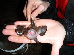 Image result for Lophius americanus