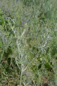 Attēlu rezultāti vaicājumam “Geranium dissectum fruit”