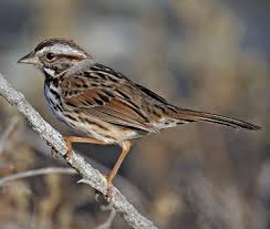 Image result for Melospiza melodia