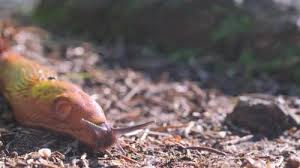 Attēlu rezultāti vaicājumam “Arion lusitanicus”