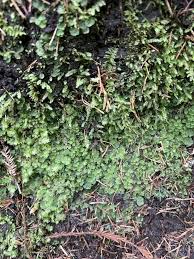 Attēlu rezultāti vaicājumam “Pellia neesiana”