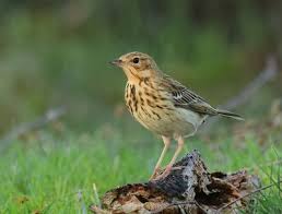 Attēlu rezultāti vaicājumam “Anthus trivialis”